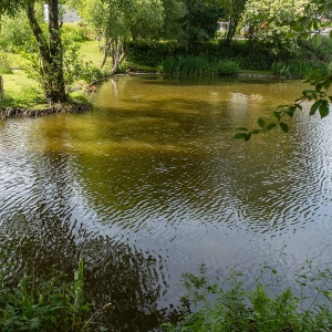 Redwell   17 06 2020   D500   Les 407.jpg